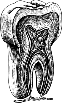 Иллюстрация к книге — Опровергая мифы о медицине. Вся правда о нашем организме [i_061.jpg]