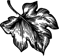 Иллюстрация к книге — Опровергая мифы о медицине. Вся правда о нашем организме [i_078.jpg]