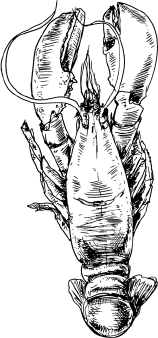 Иллюстрация к книге — Опровергая мифы о медицине. Вся правда о нашем организме [i_098.jpg]