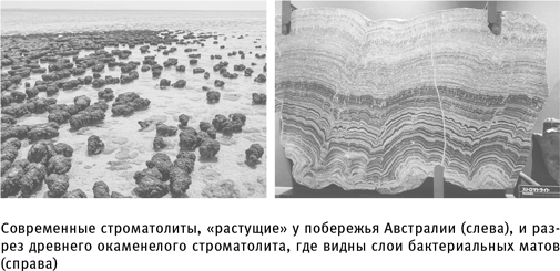 Иллюстрация к книге — Путеводитель зоолога по Галактике. Что земные животные могут рассказать об инопланетянах – и о нас самих [i_010.jpg]