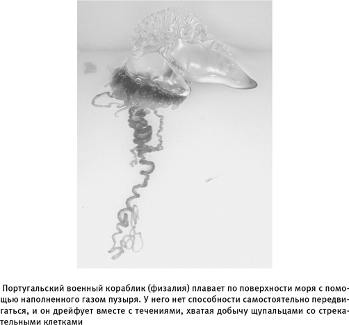 Иллюстрация к книге — Путеводитель зоолога по Галактике. Что земные животные могут рассказать об инопланетянах – и о нас самих [i_011.jpg]