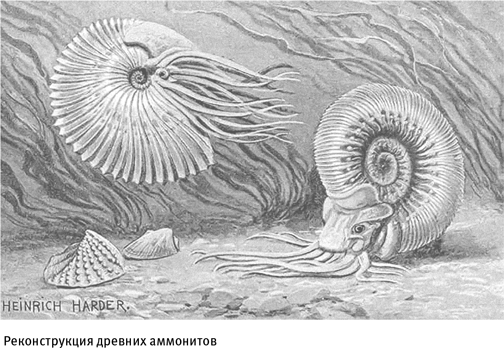 Иллюстрация к книге — Путеводитель зоолога по Галактике. Что земные животные могут рассказать об инопланетянах – и о нас самих [i_013.jpg]