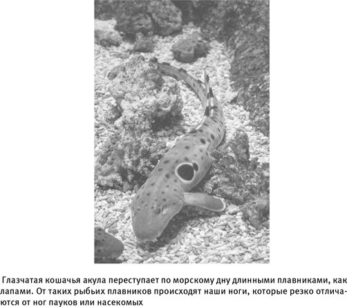 Иллюстрация к книге — Путеводитель зоолога по Галактике. Что земные животные могут рассказать об инопланетянах – и о нас самих [i_014.jpg]