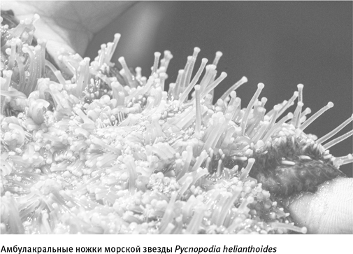 Иллюстрация к книге — Путеводитель зоолога по Галактике. Что земные животные могут рассказать об инопланетянах – и о нас самих [i_016.jpg]