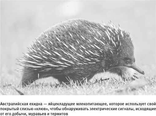 Иллюстрация к книге — Путеводитель зоолога по Галактике. Что земные животные могут рассказать об инопланетянах – и о нас самих [i_022.jpg]