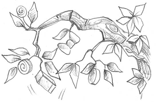 Иллюстрация к книге — Оленёнок Дейзи, или Волшебное копытце [i_025.jpg]