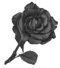 Иллюстрация к книге — Эти бурные чувства [i_001.jpg]