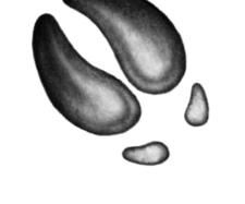 Иллюстрация к книге — Превращение Карага [b00002185.jpg]