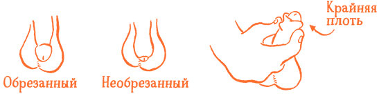 Иллюстрация к книге — Парням о важном. Все, что ты хотел знать о взрослении, изменениях тела, отношениях и многом другом [i_007.jpg]