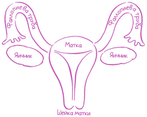 Иллюстрация к книге — Девчонкам о важном. Все, что ты хотела знать о взрослении, месячных, отношениях и многом другом [i_027.jpg]