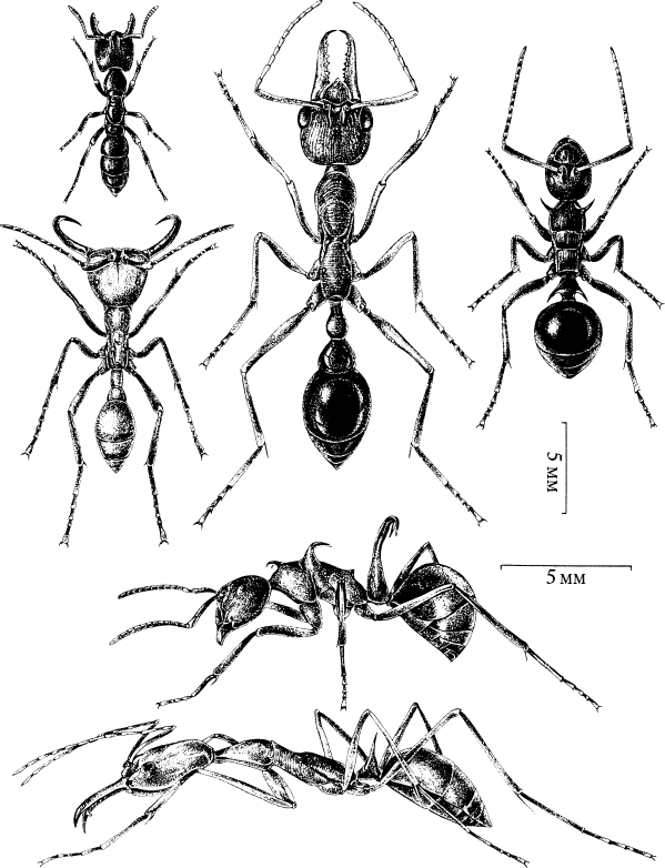 Иллюстрация к книге — Путешествие к муравьям [i_002.jpg]