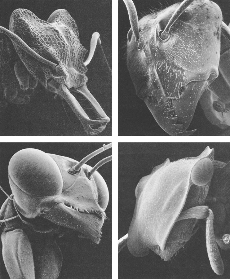 Иллюстрация к книге — Путешествие к муравьям [i_004.jpg]