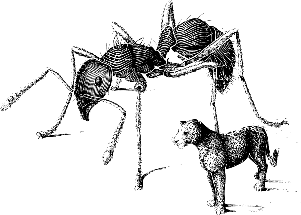 Иллюстрация к книге — Путешествие к муравьям [i_005.jpg]