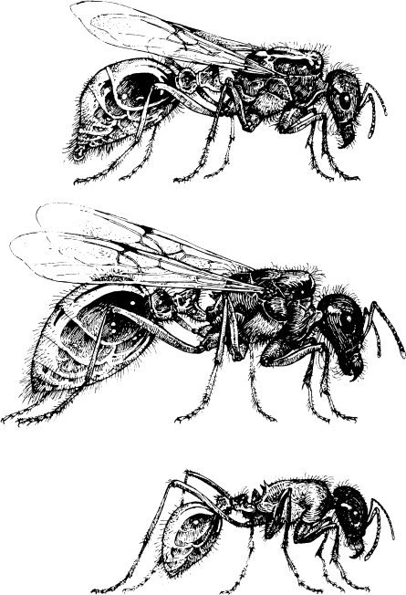 Иллюстрация к книге — Путешествие к муравьям [i_010.jpg]