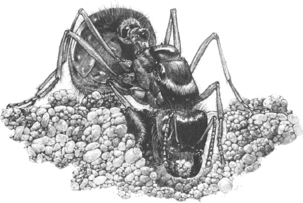 Иллюстрация к книге — Путешествие к муравьям [i_012.jpg]