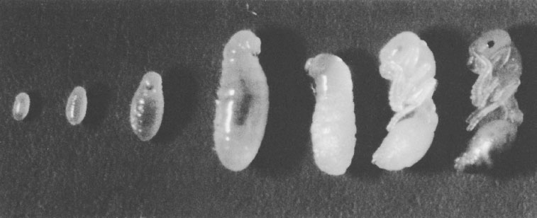 Иллюстрация к книге — Путешествие к муравьям [i_013.jpg]