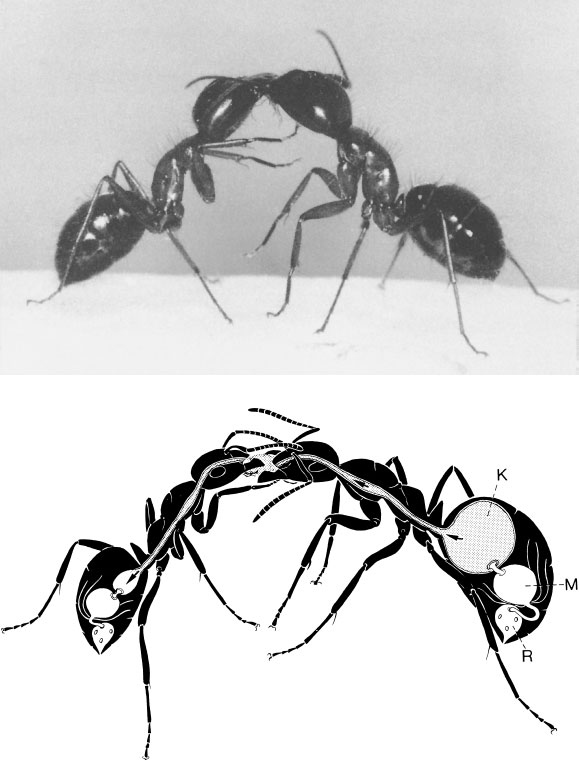 Иллюстрация к книге — Путешествие к муравьям [i_015.jpg]