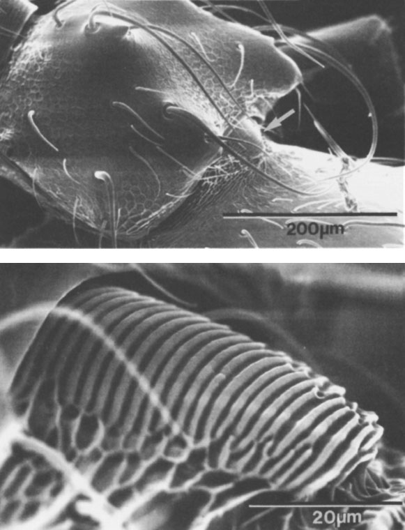 Иллюстрация к книге — Путешествие к муравьям [i_016.jpg]