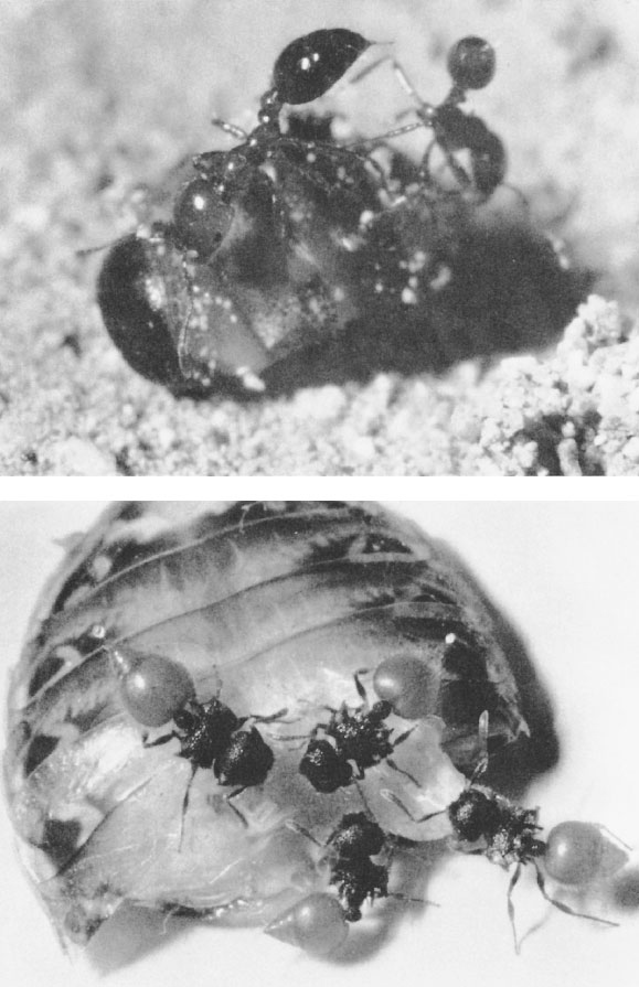 Иллюстрация к книге — Путешествие к муравьям [i_021.jpg]