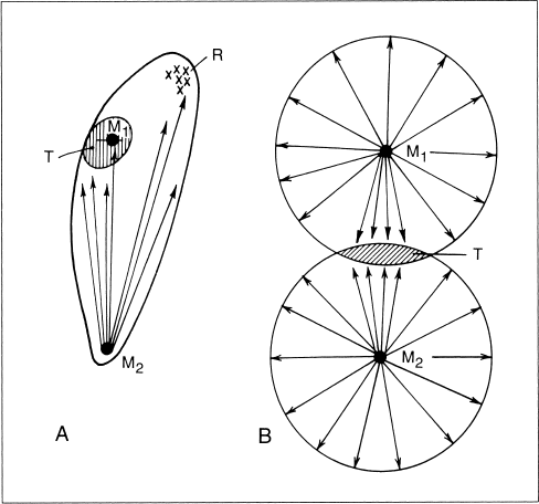 Иллюстрация к книге — Путешествие к муравьям [i_022.jpg]