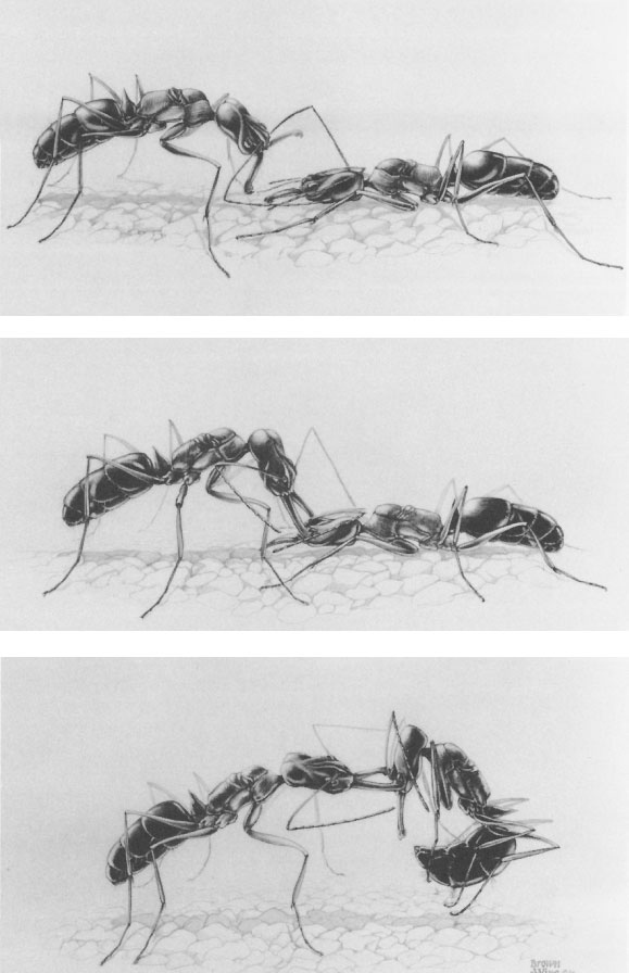 Иллюстрация к книге — Путешествие к муравьям [i_024.jpg]