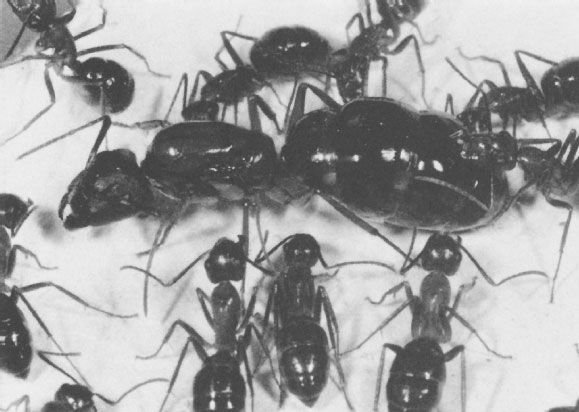 Иллюстрация к книге — Путешествие к муравьям [i_027.jpg]