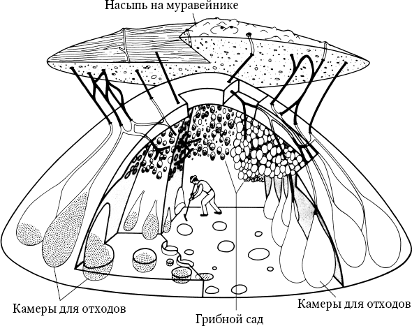 Иллюстрация к книге — Путешествие к муравьям [i_031.jpg]