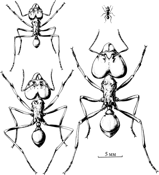 Иллюстрация к книге — Путешествие к муравьям [i_032.jpg]