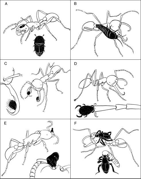 Иллюстрация к книге — Путешествие к муравьям [i_036.jpg]