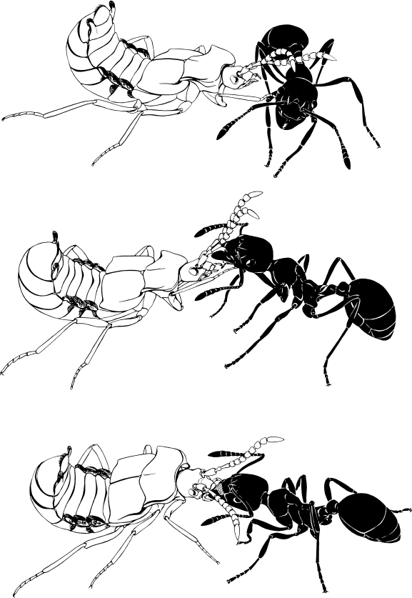 Иллюстрация к книге — Путешествие к муравьям [i_040.jpg]