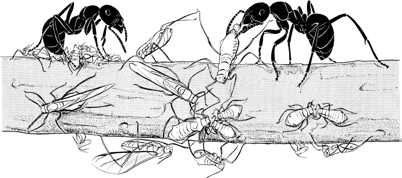 Иллюстрация к книге — Путешествие к муравьям [i_041.jpg]