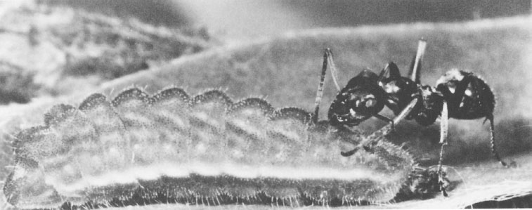 Иллюстрация к книге — Путешествие к муравьям [i_043.jpg]