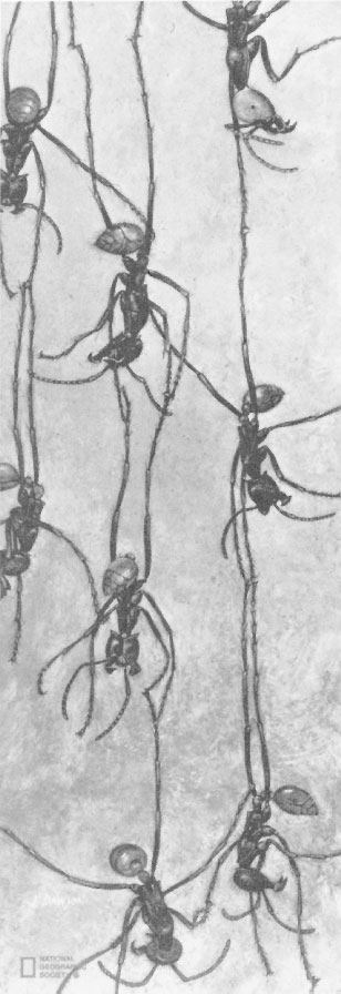 Иллюстрация к книге — Путешествие к муравьям [i_046.jpg]