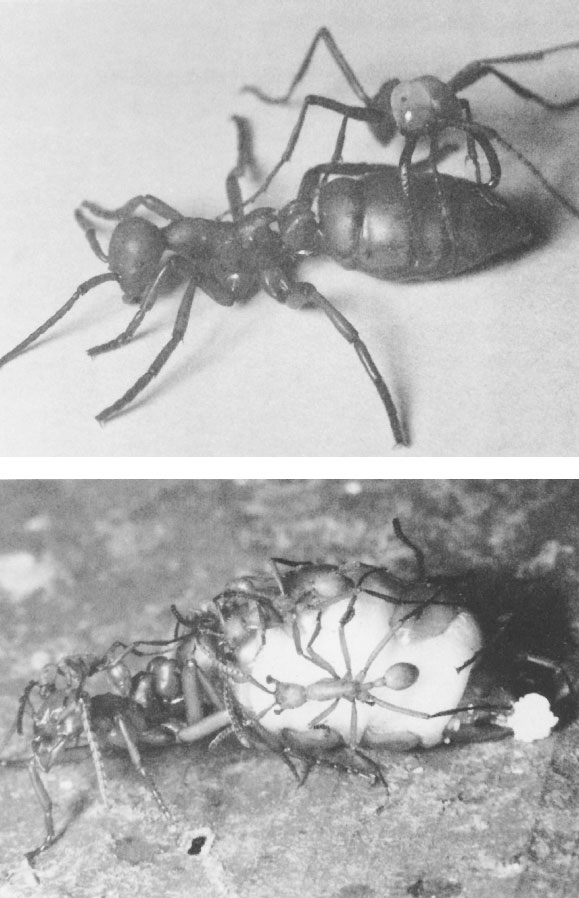 Иллюстрация к книге — Путешествие к муравьям [i_049.jpg]