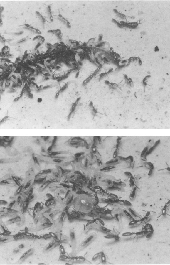 Иллюстрация к книге — Путешествие к муравьям [i_051.jpg]