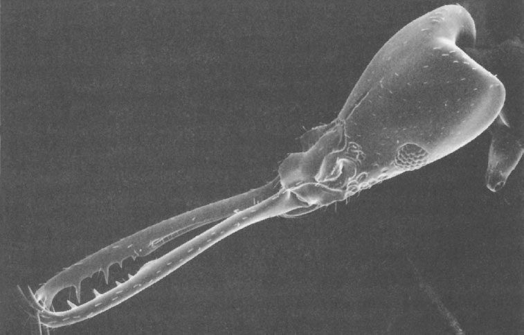 Иллюстрация к книге — Путешествие к муравьям [i_053.jpg]