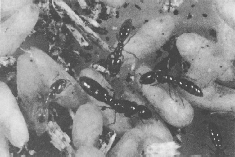 Иллюстрация к книге — Путешествие к муравьям [i_057.jpg]