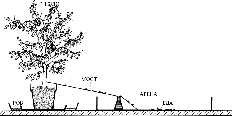 Иллюстрация к книге — Путешествие к муравьям [i_068.jpg]