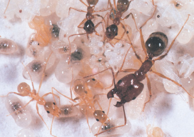 Иллюстрация к книге — Путешествие к муравьям [i_079.jpg]