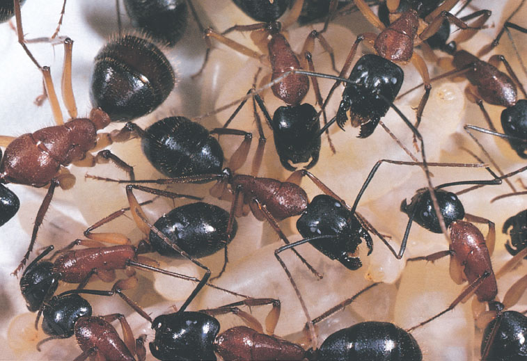 Иллюстрация к книге — Путешествие к муравьям [i_080.jpg]