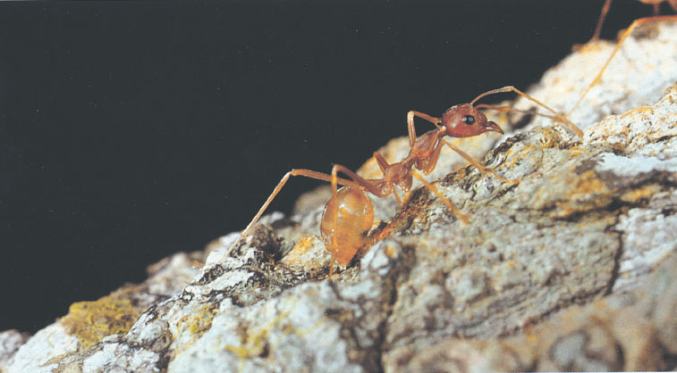 Иллюстрация к книге — Путешествие к муравьям [i_082.jpg]