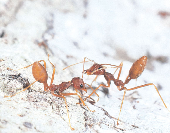 Иллюстрация к книге — Путешествие к муравьям [i_083.jpg]