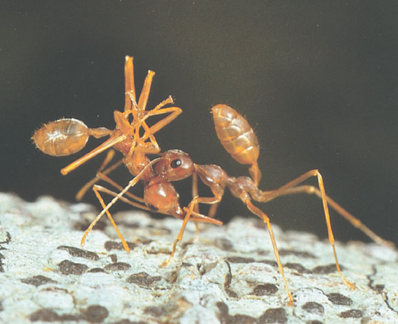 Иллюстрация к книге — Путешествие к муравьям [i_086.jpg]