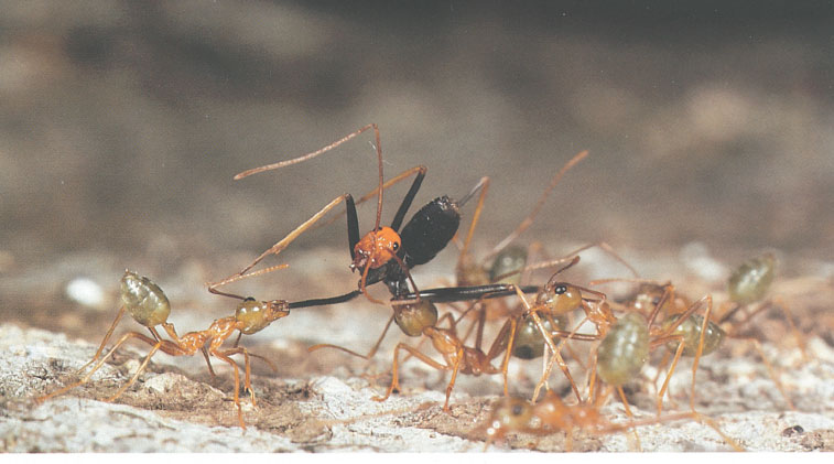 Иллюстрация к книге — Путешествие к муравьям [i_087.jpg]