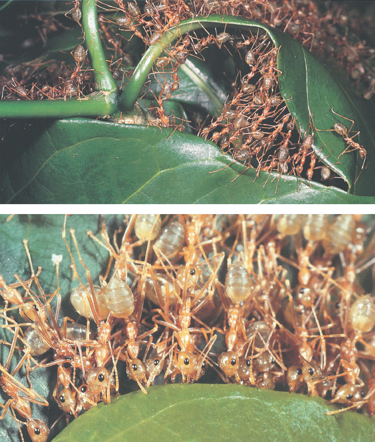 Иллюстрация к книге — Путешествие к муравьям [i_090.jpg]