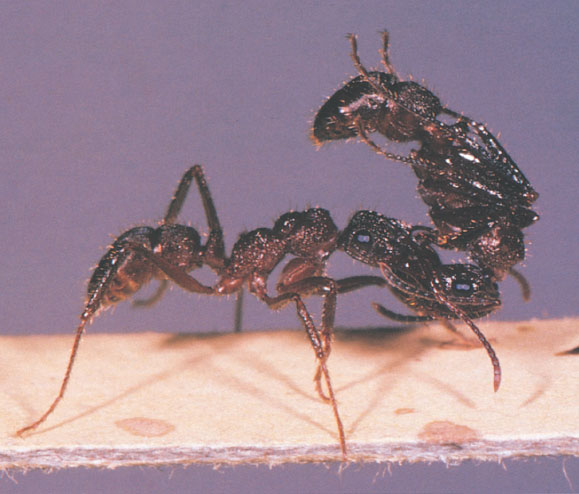 Иллюстрация к книге — Путешествие к муравьям [i_096.jpg]