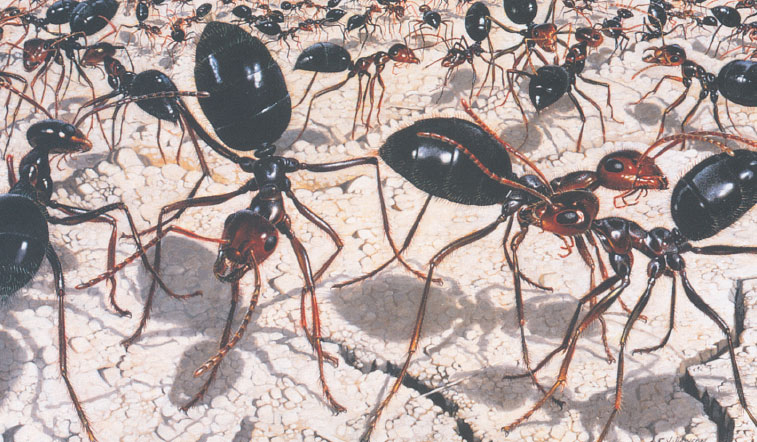 Иллюстрация к книге — Путешествие к муравьям [i_099.jpg]