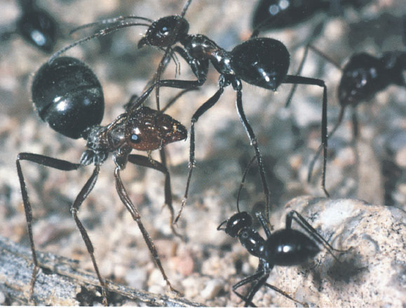 Иллюстрация к книге — Путешествие к муравьям [i_101.jpg]