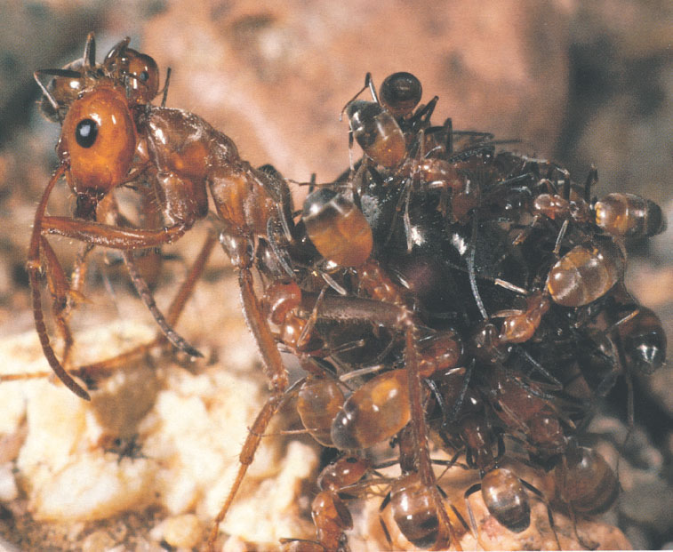 Иллюстрация к книге — Путешествие к муравьям [i_104.jpg]