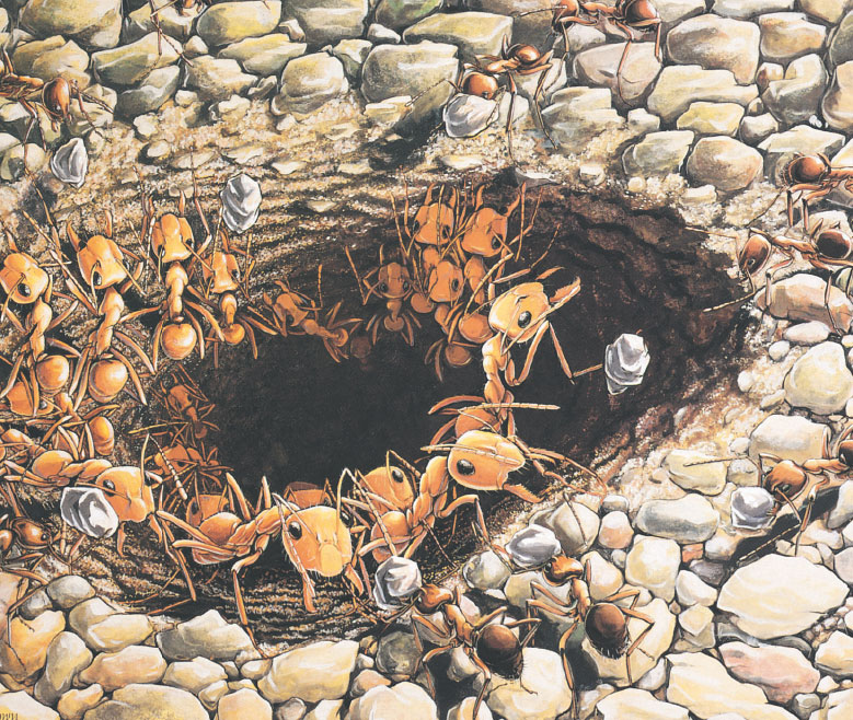 Иллюстрация к книге — Путешествие к муравьям [i_106.jpg]